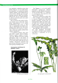 Akvrium a rostliny, 1998