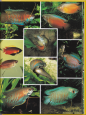 Akvarijn ryby, 1999