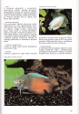 Encyklopedie akvarijnch ryb, 1998
