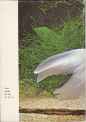 Akvarijn ryby, 1979