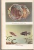 Akvarijn rybky, 1965