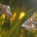 PterophyllumScalare - Marble