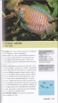 250 druhù akvarijních ryb, 2009