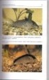 Corydoras Catfish, 1995