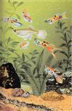 Taschenatlas der Aquarienfische, 1977