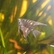 PterophyllumScalare - Marble