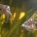 PterophyllumScalare - Marble
