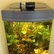 Finished aquarium - Blackwater Biotope.