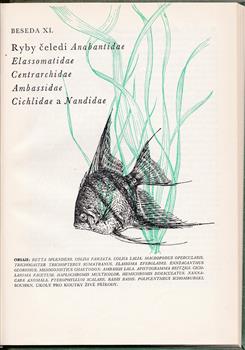 Akvaristika v koutku živé pøírody, 1967