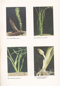 Akvaristika začíná u rostlin, 1980